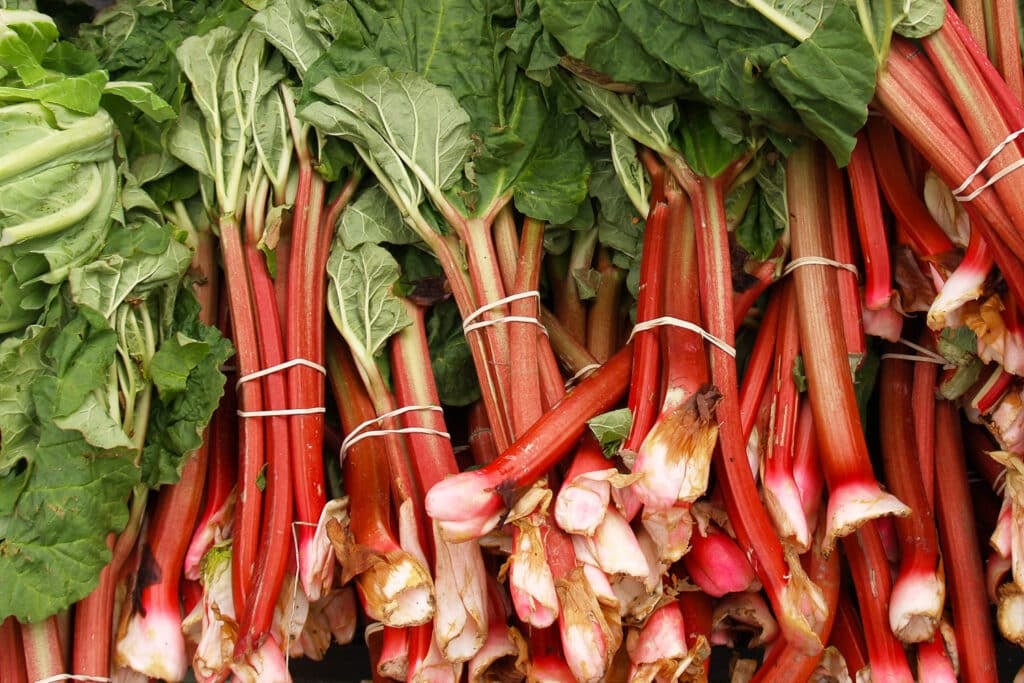 Harvesting Rhubarb Tips and Techniques for a Bountiful Crop