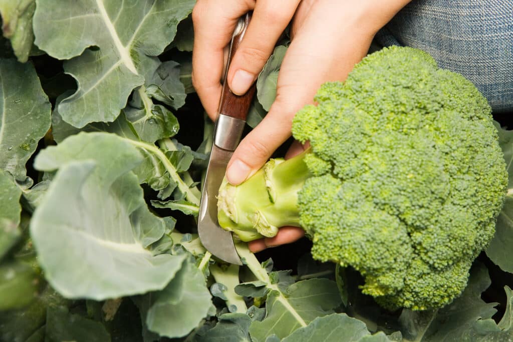 When to Harvest Broccoli for the Freshest and Most Flavorful Bites