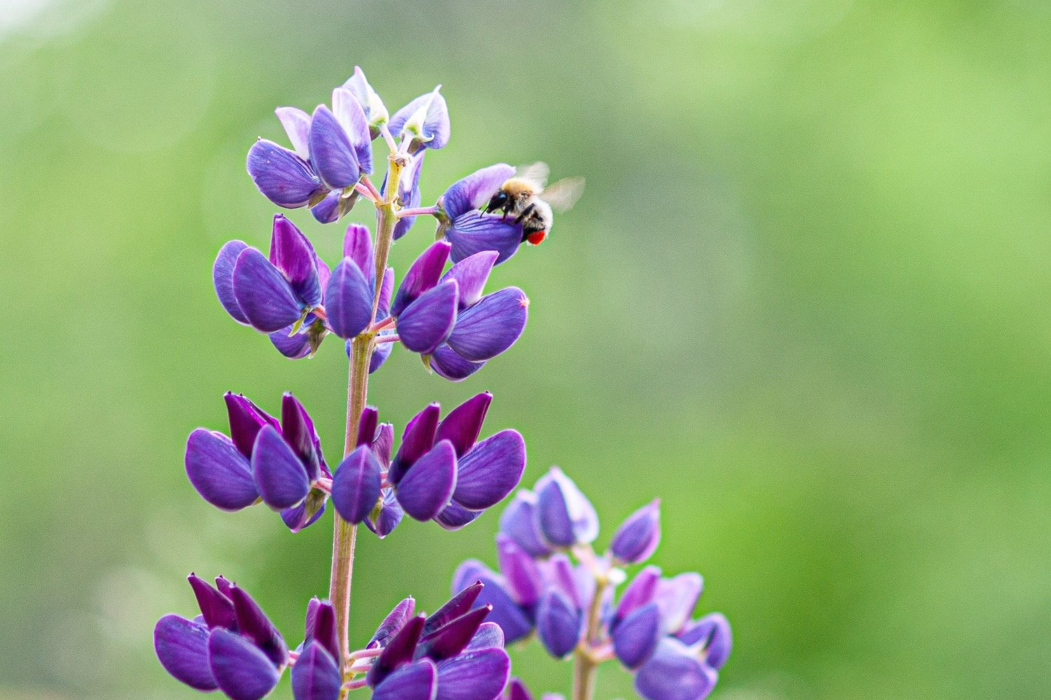 Bee collects honey from purple lupine flowers. Close-up on a green background.