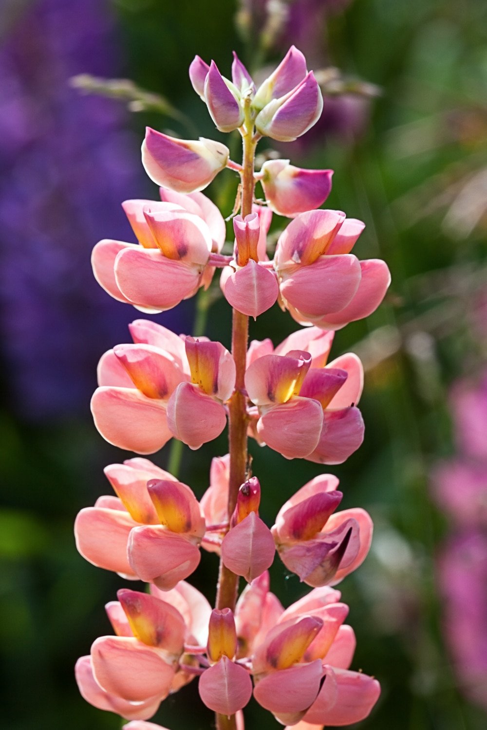 Growing lupins in a summer garden. Tall spires of bright purple and pink flowers in full bloom.