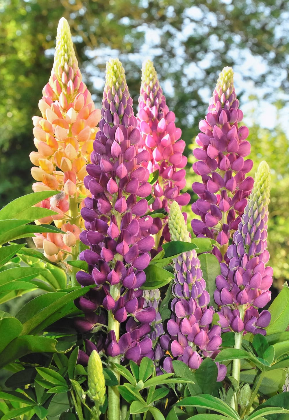Hybrid lupins growing in a summer garden.
