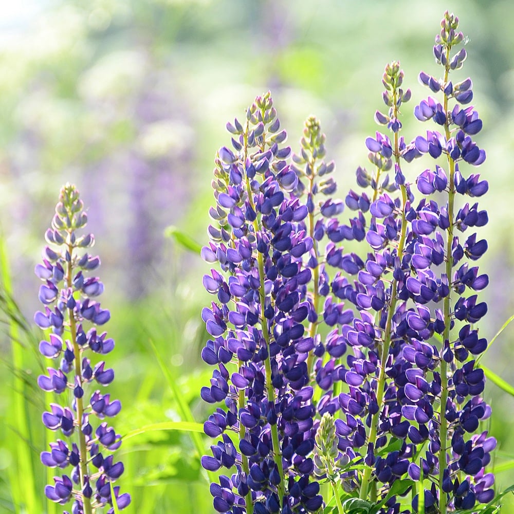 Deep purple lupine flowers in full bloom against a lime green background.