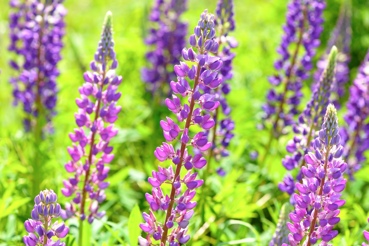 Purple and pink varigated lupin growing against a lime green background.
