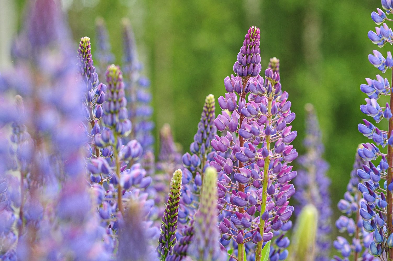 Growing lupins in a summer garden. Tall spires of bright purple and pink flowers in full bloom.