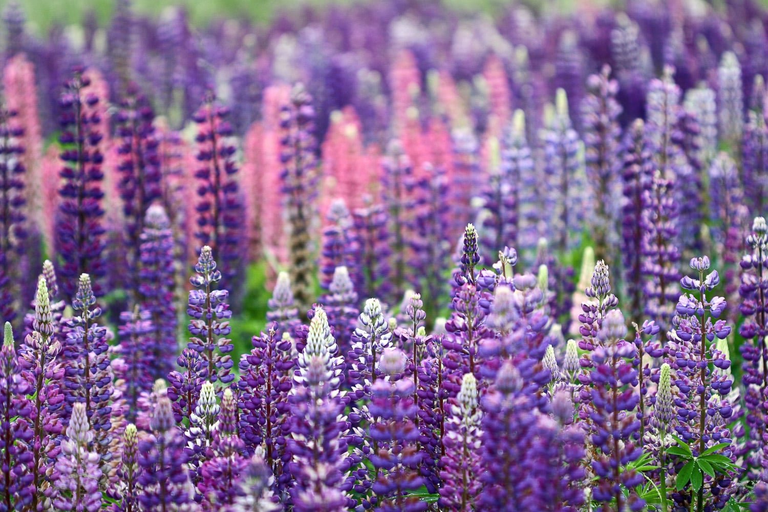 A field of pink and purple lupines in full bloom.