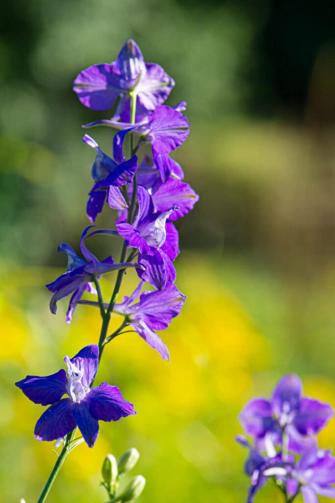 Larkspur Flowers A Beginner's Guide to Growing Vibrant Larkspurs