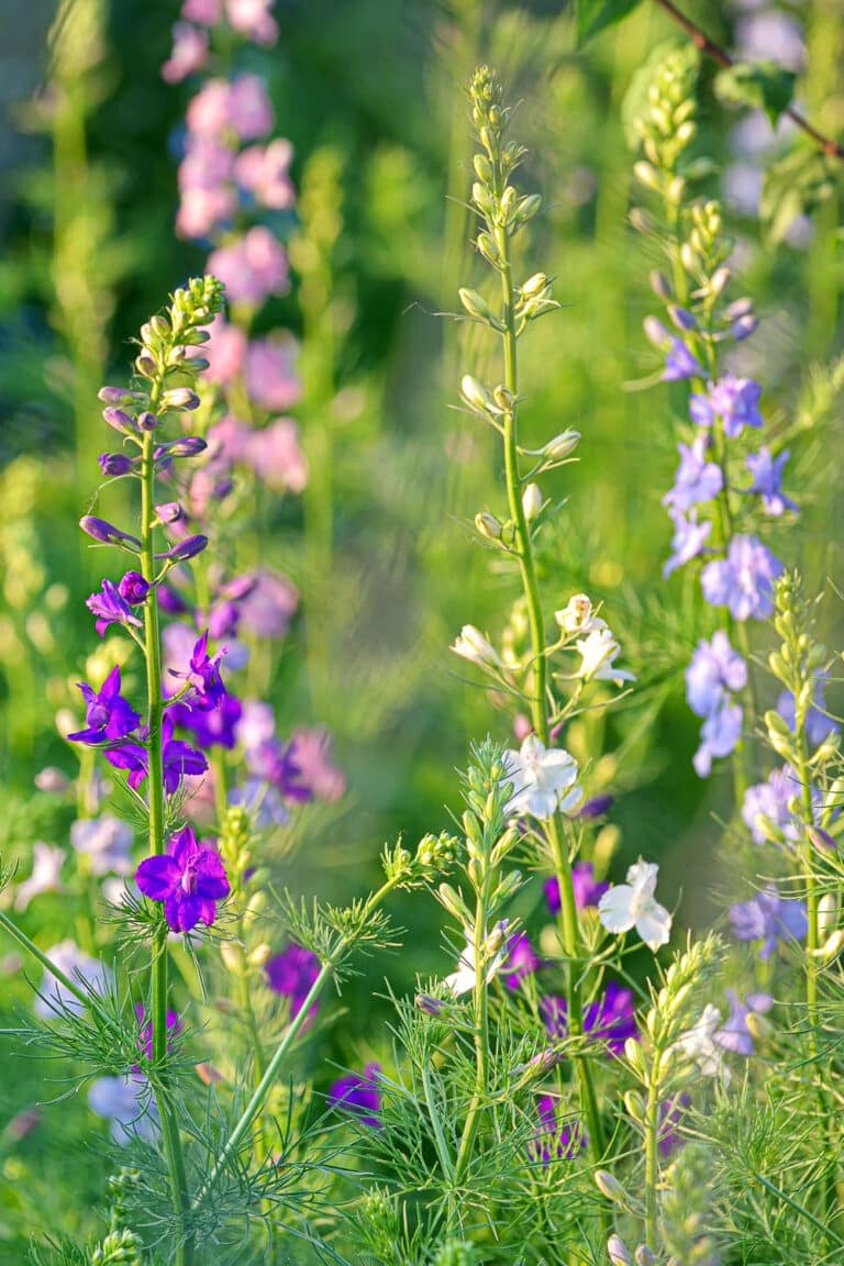 Larkspur Flowers A Beginner's Guide to Growing Vibrant Larkspurs