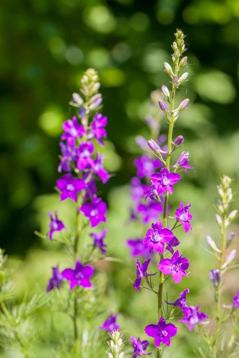 Larkspur Flowers A Beginner's Guide to Growing Vibrant Larkspurs