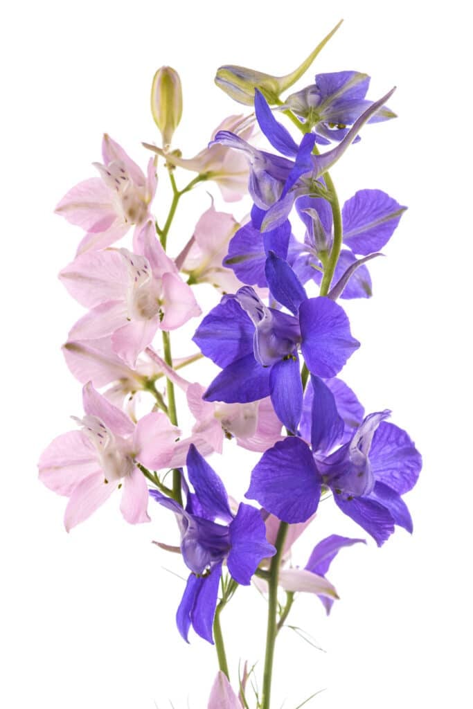 Larkspur Flowers A Beginner's Guide to Growing Vibrant Larkspurs