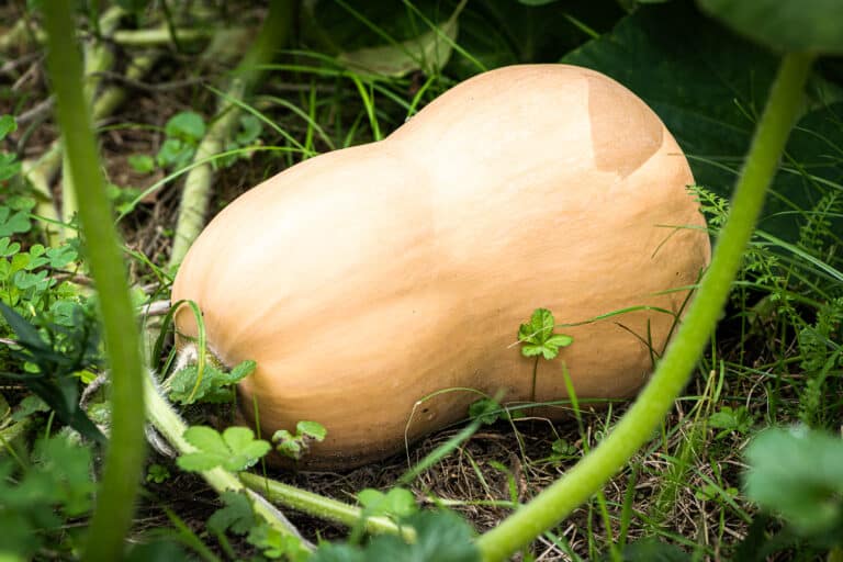 Harvesting Butternut Squash The Ultimate Guide