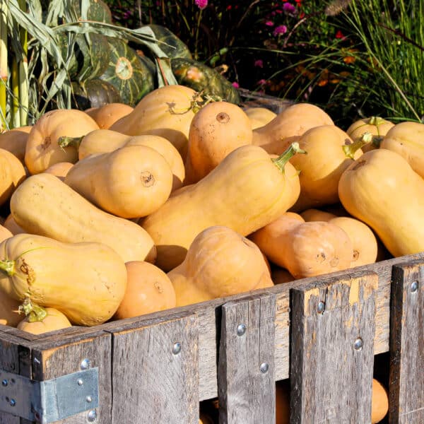 Harvesting Butternut Squash The Ultimate Guide