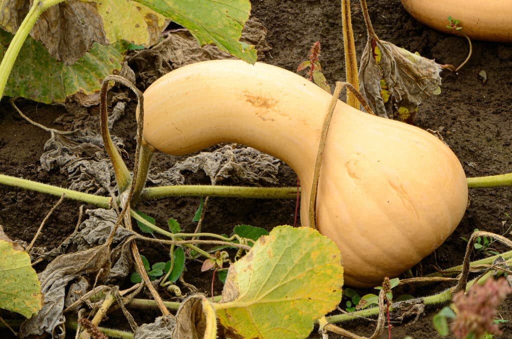 Harvesting Butternut Squash The Ultimate Guide