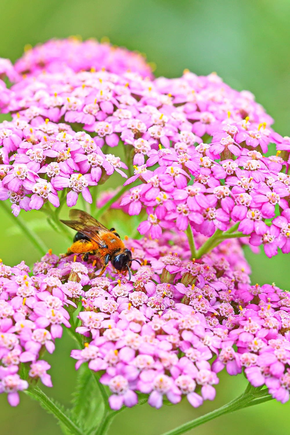 Blossoming of a pink yarrow close up.