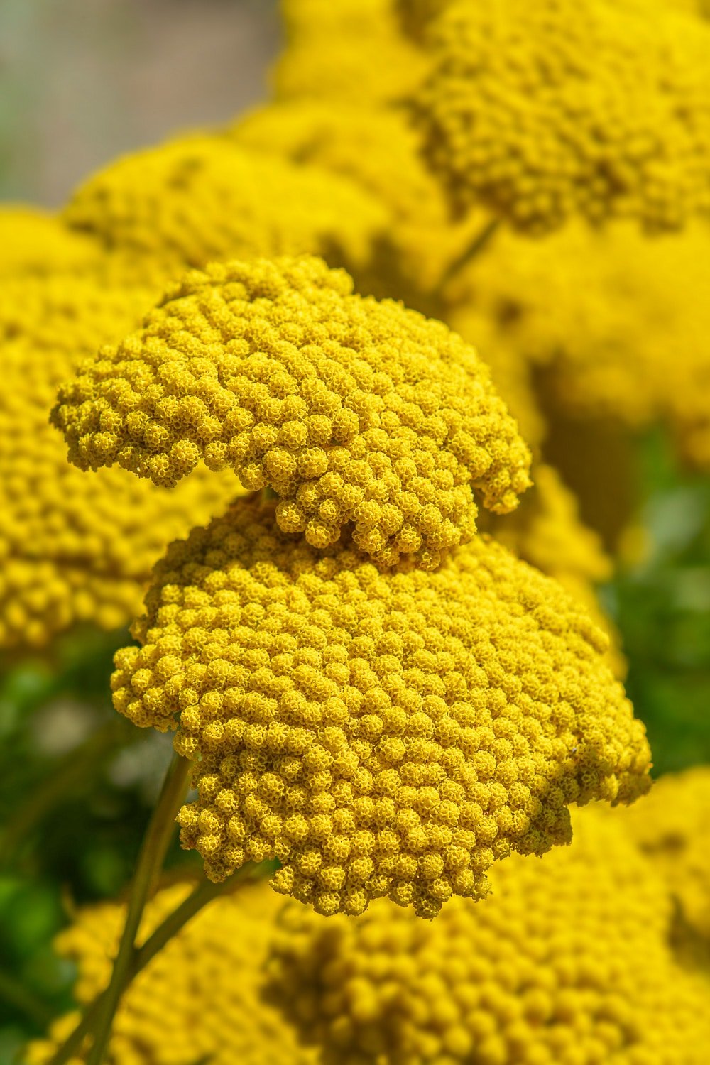 Deep yellow dense flower heads of of gold plate yarrow.