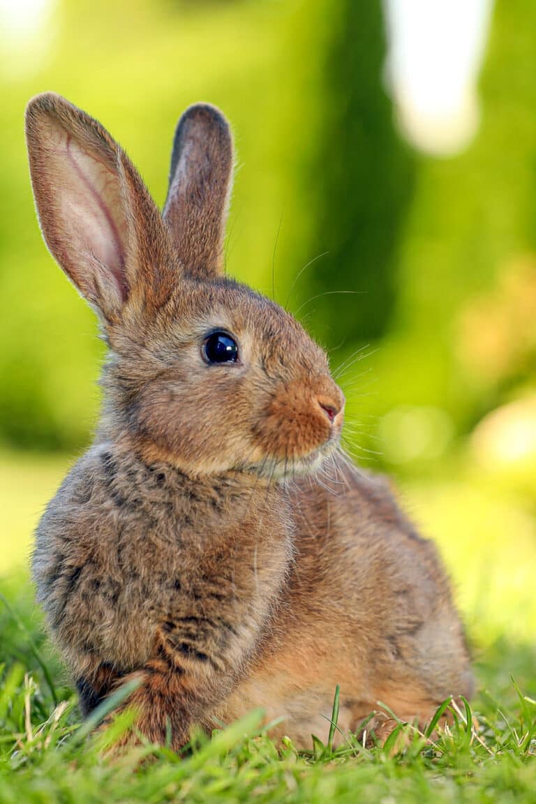 How To Keep Rabbits Out of Garden Beds Naturally