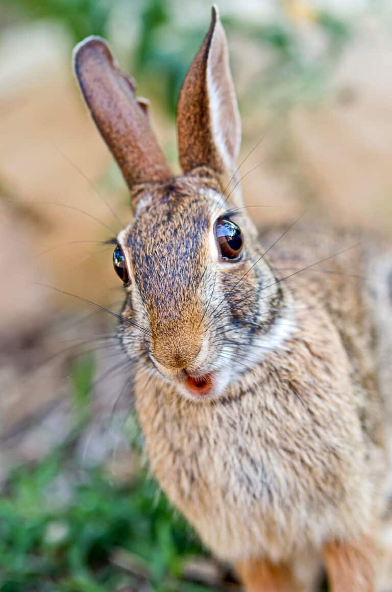 How To Keep Rabbits Out of Garden Beds - Naturally