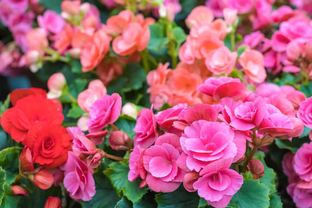 Types of Begonias Discover The Diversity of Begonia Flowers