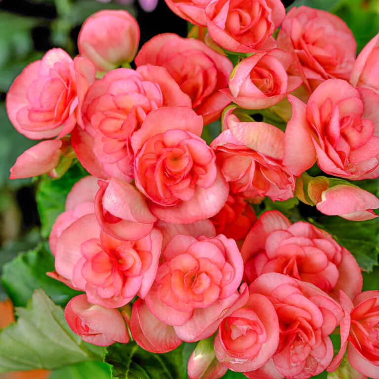 Types of Begonias Discover The Diversity of Begonia Flowers