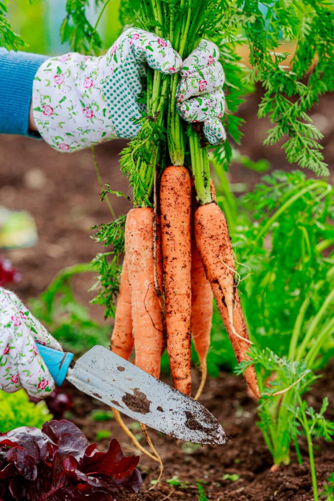 How and When to Harvest Carrots For Taste & Nutrition Blue Pathy