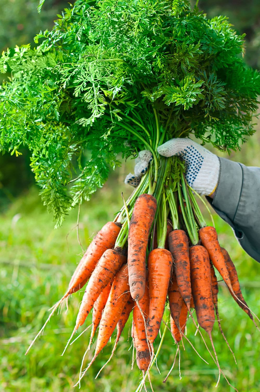 Harvesting carrots. Woman's hand with a bunch of carrots with tops attached.