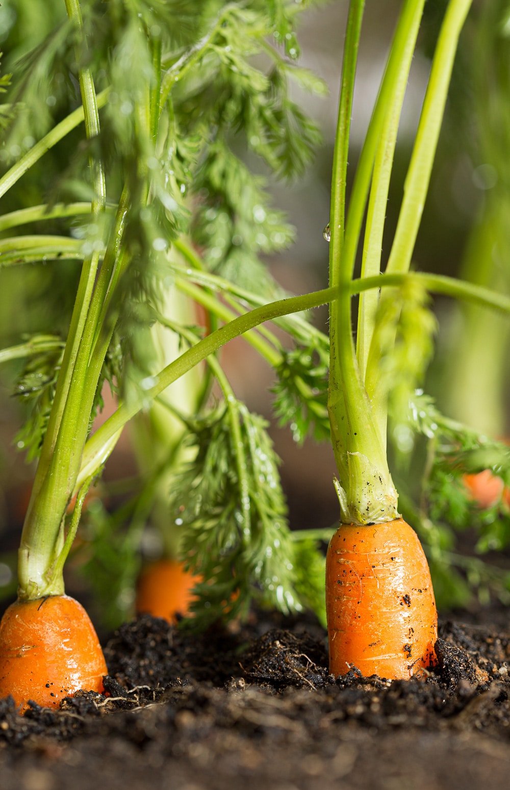 Carrots perfectly ready for harvesting.