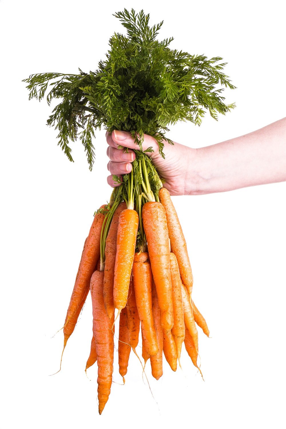Hand holding a Bunch of Organic Carrots with Leaves.
