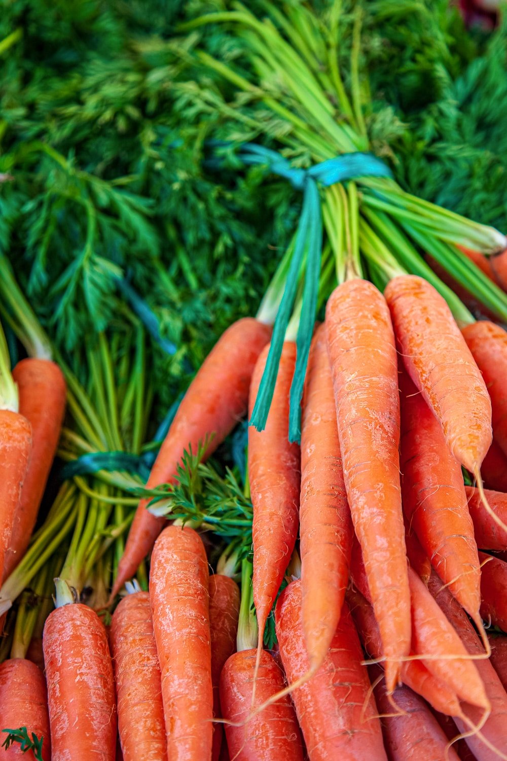 Freshly harvested carrots in bunches tide together with green string.