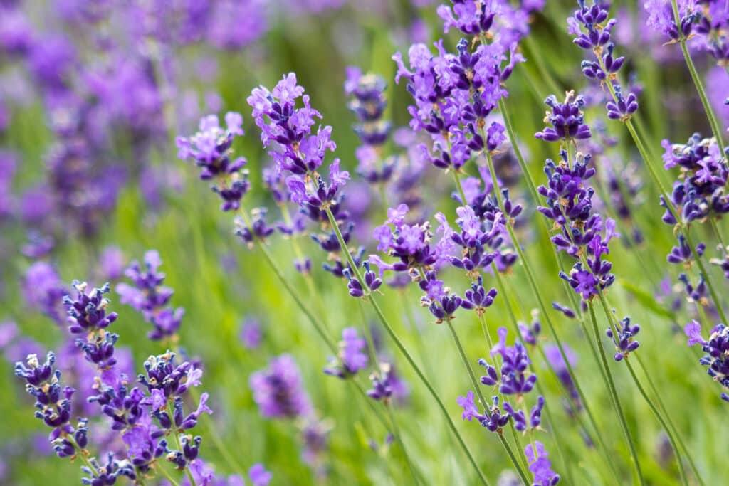 The 10 Best Companion Plants For Roses