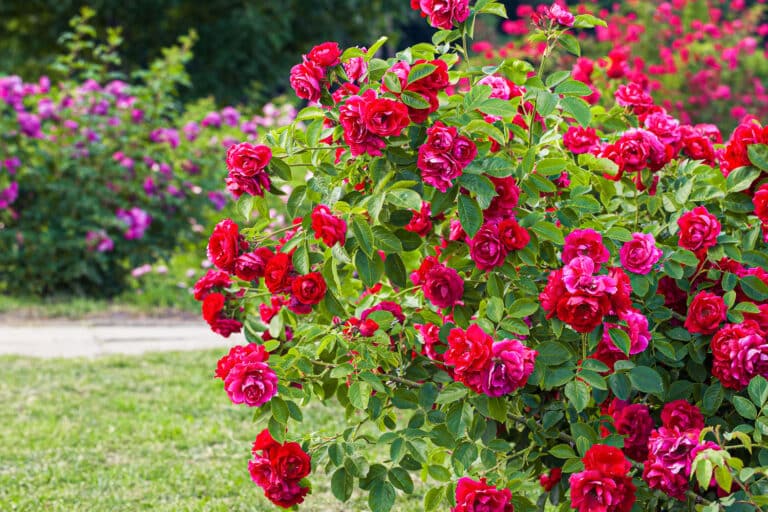 The 10 Best Companion Plants For Roses