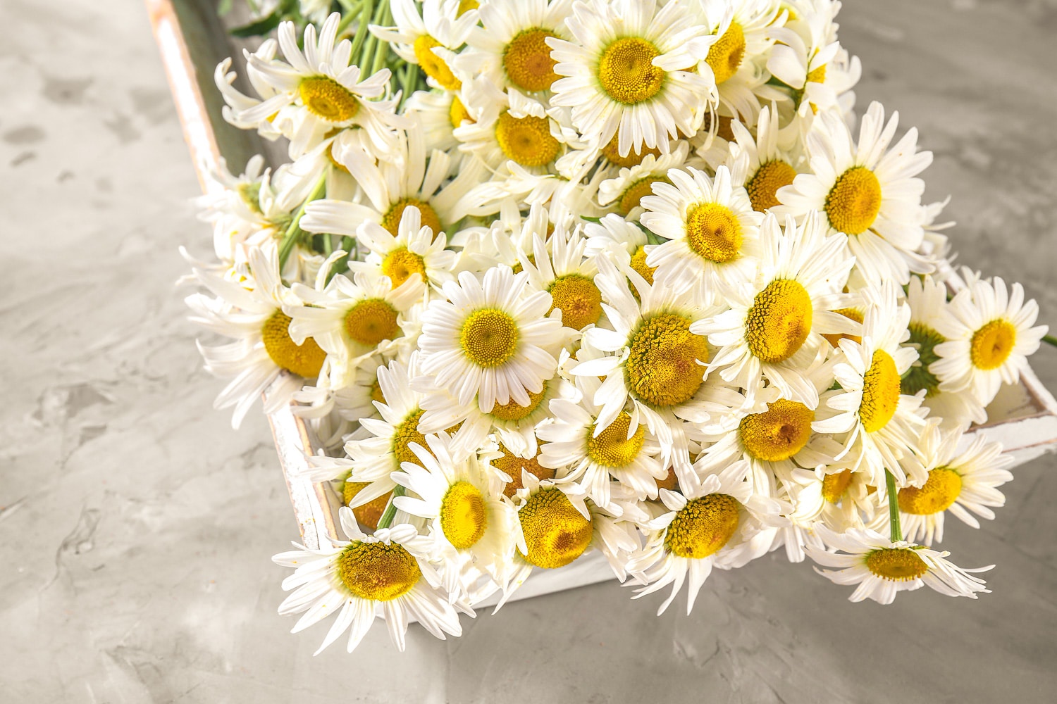 Harvested chamomile flowers in a basket.