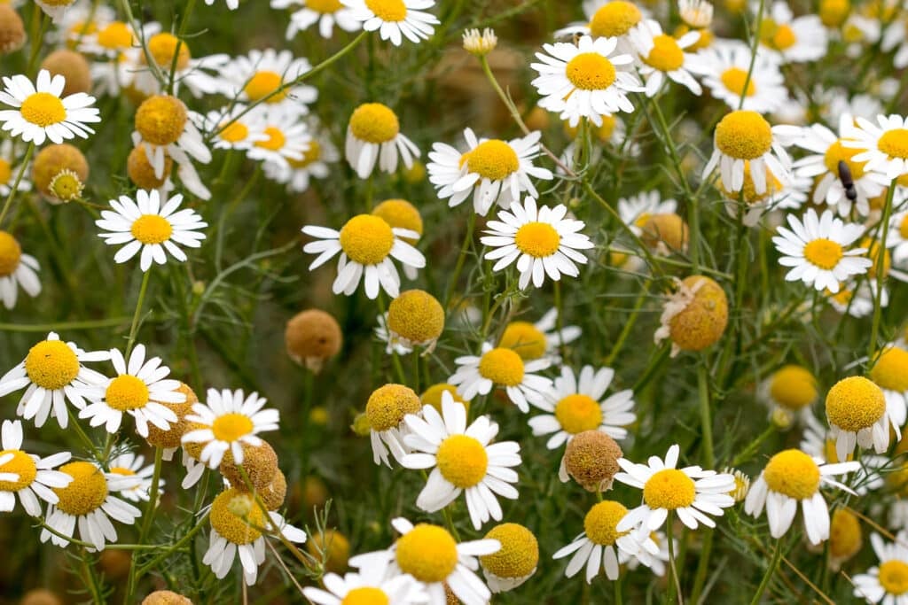German Chamomile.