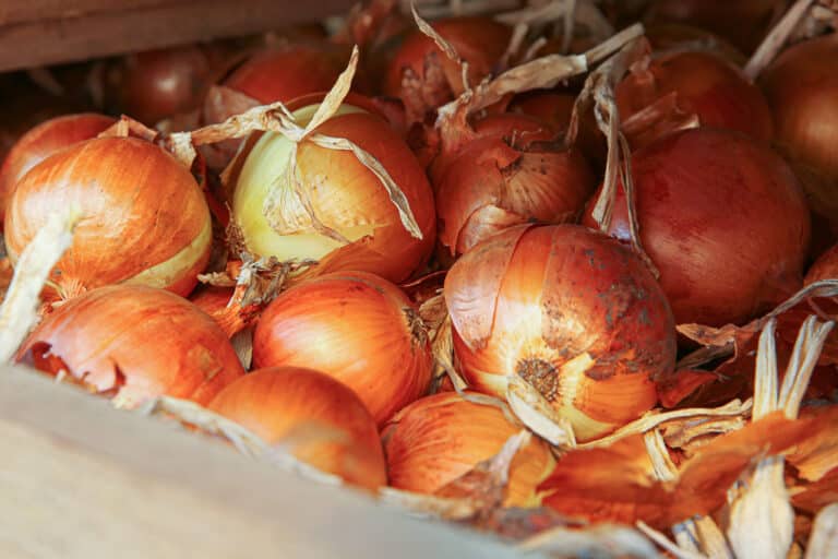 When to Harvest Onions for Optimal Flavor The Full Guide