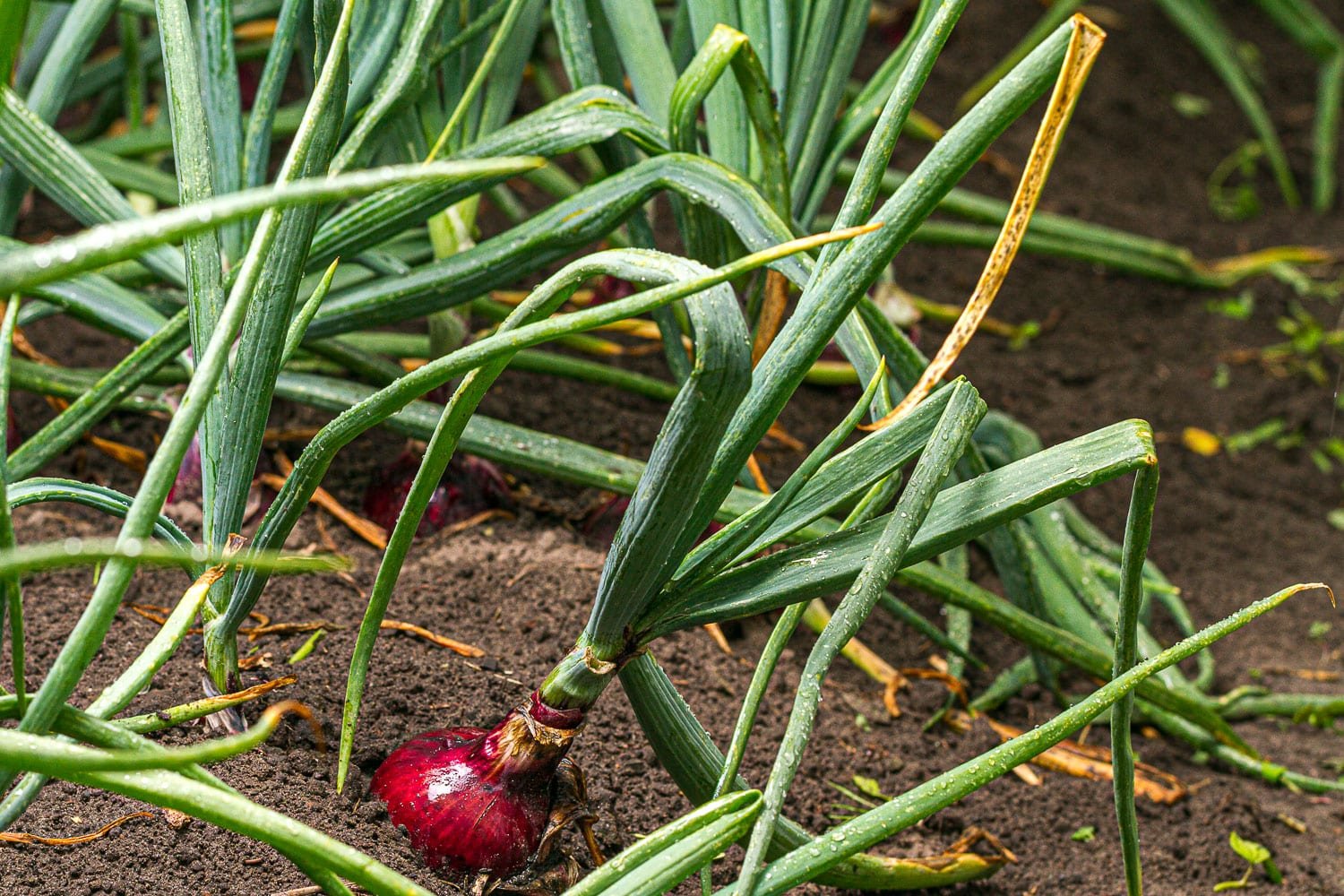 Red onion growing in the ground, the tops are beinging to flop over and turn yellow.  
