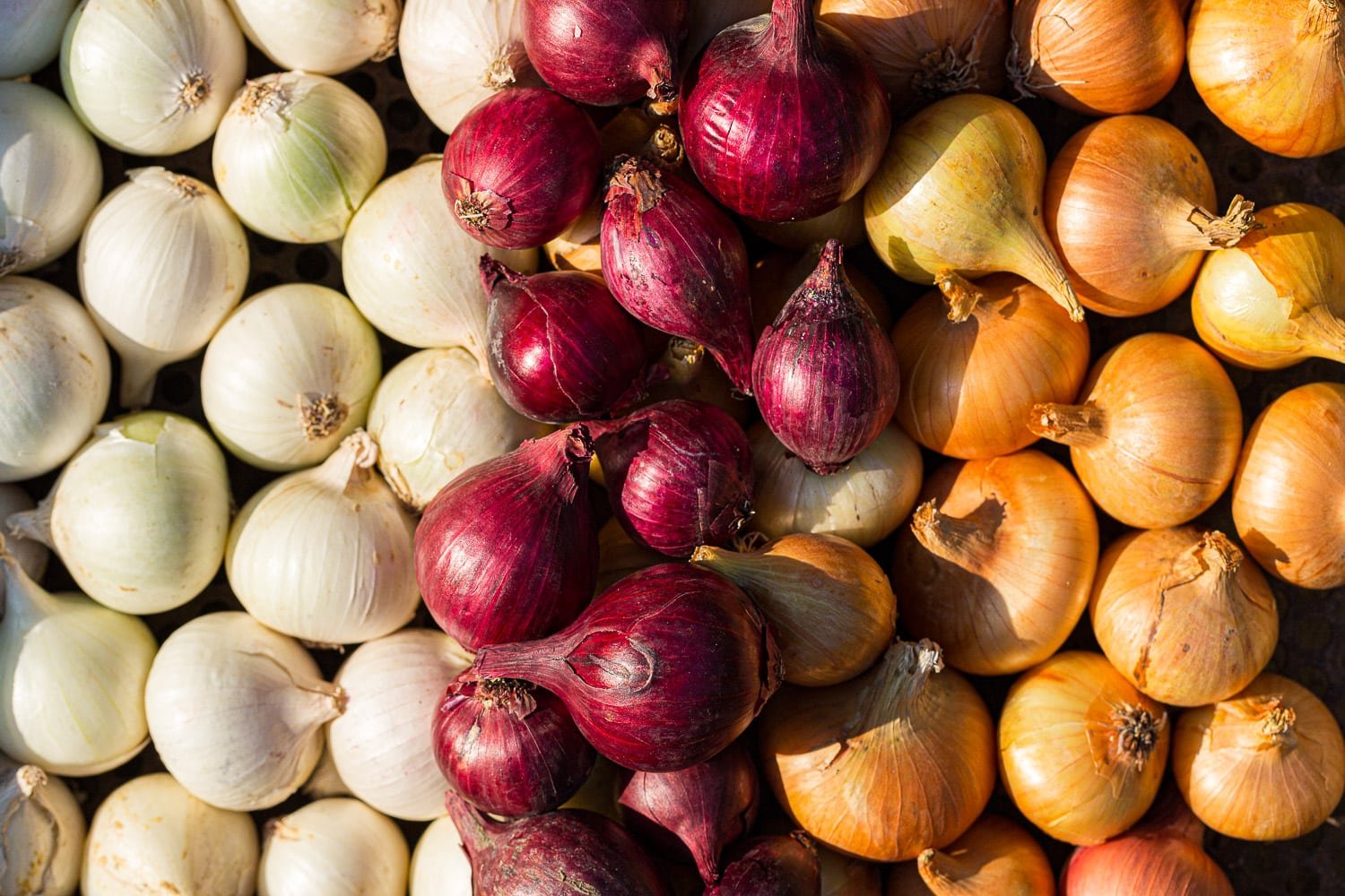 White, red and yellow bulb onions in a storage box. 