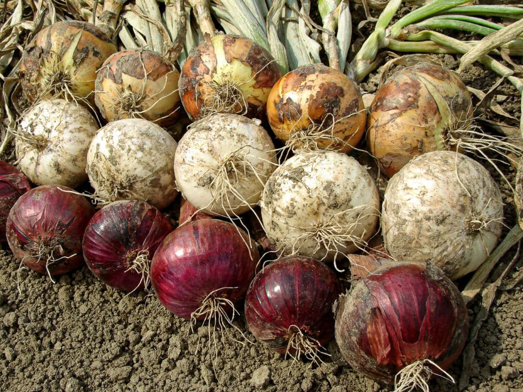 When to Harvest Onions for Optimal Flavor The Full Guide
