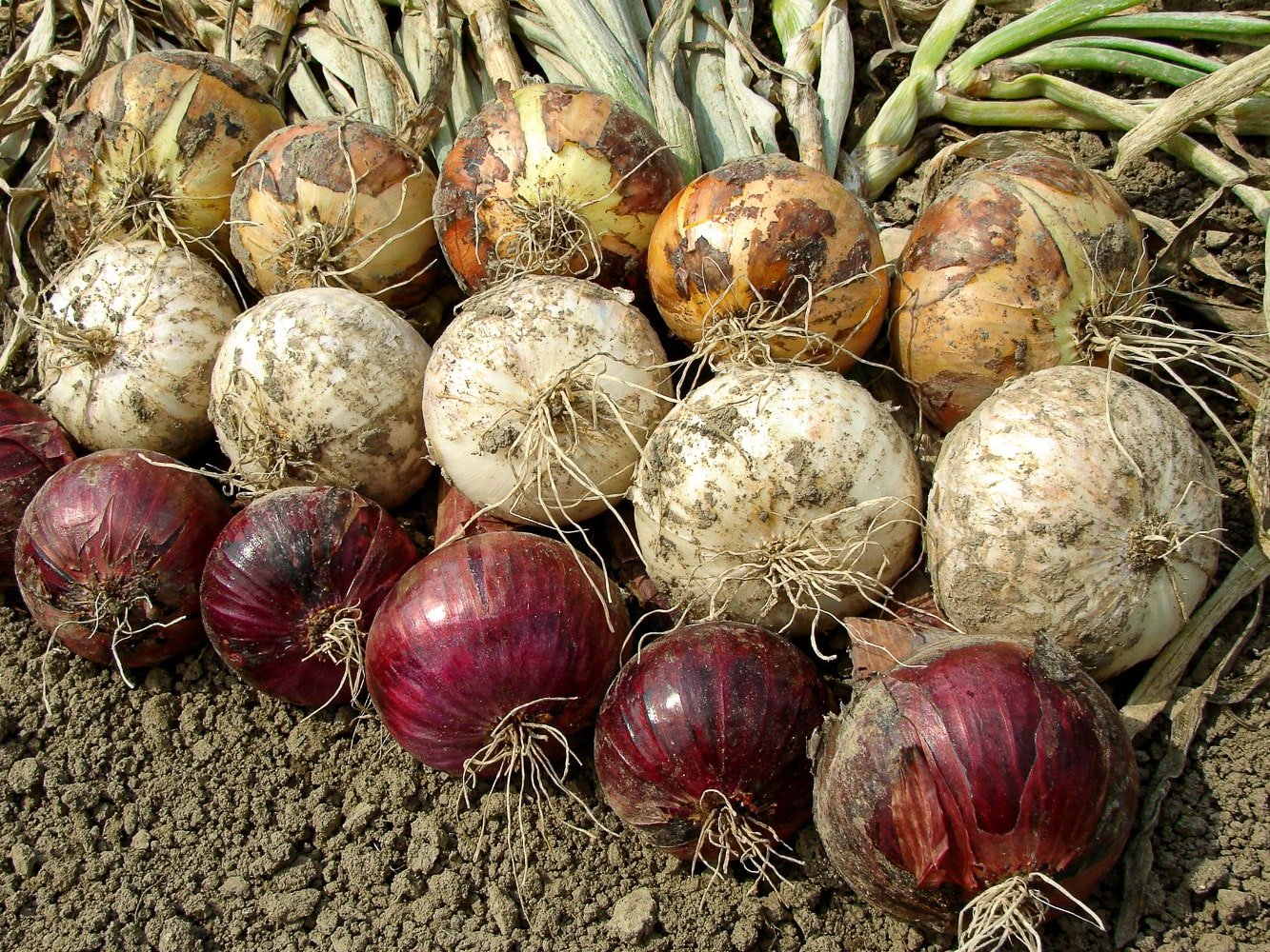 Yellow, white and red harvested onions resting on the ground. 