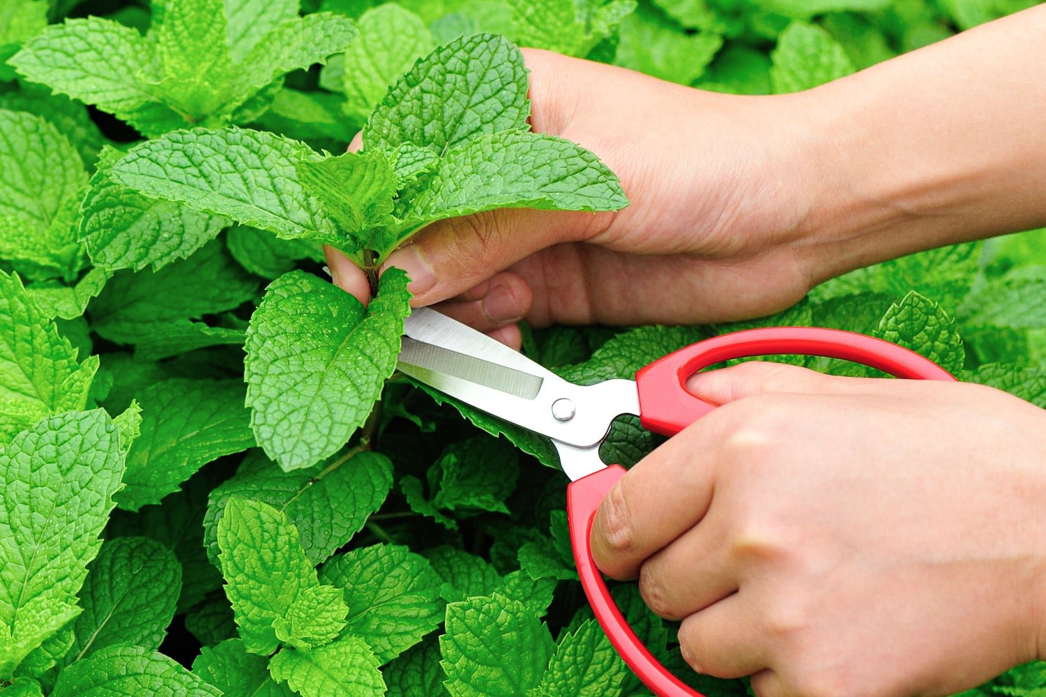 Harvesting fresh mint with a clean sharp pair of scissors only removing the top third of the plant.
