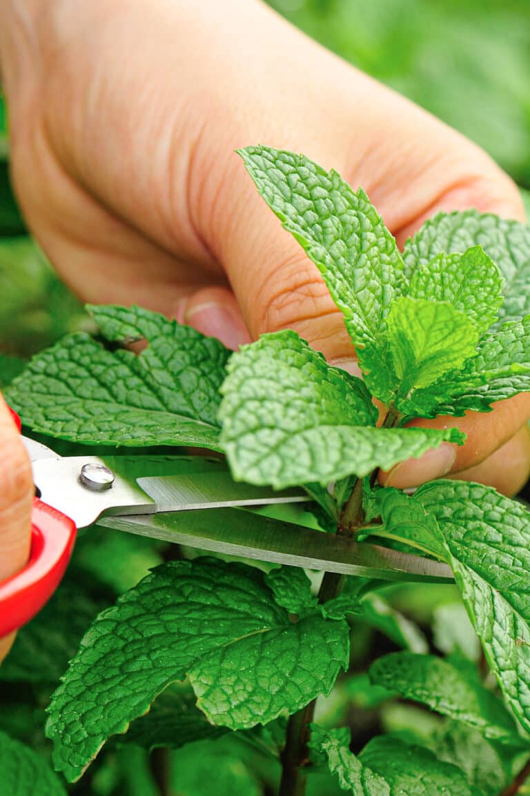 How to Harvest Mint Without Damaging Your Plants