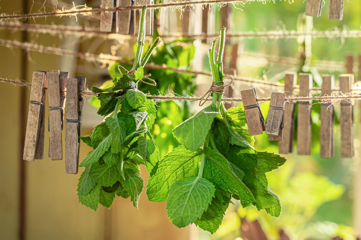 Rustic dryer with mint leaves hanging on mini clothes lines.