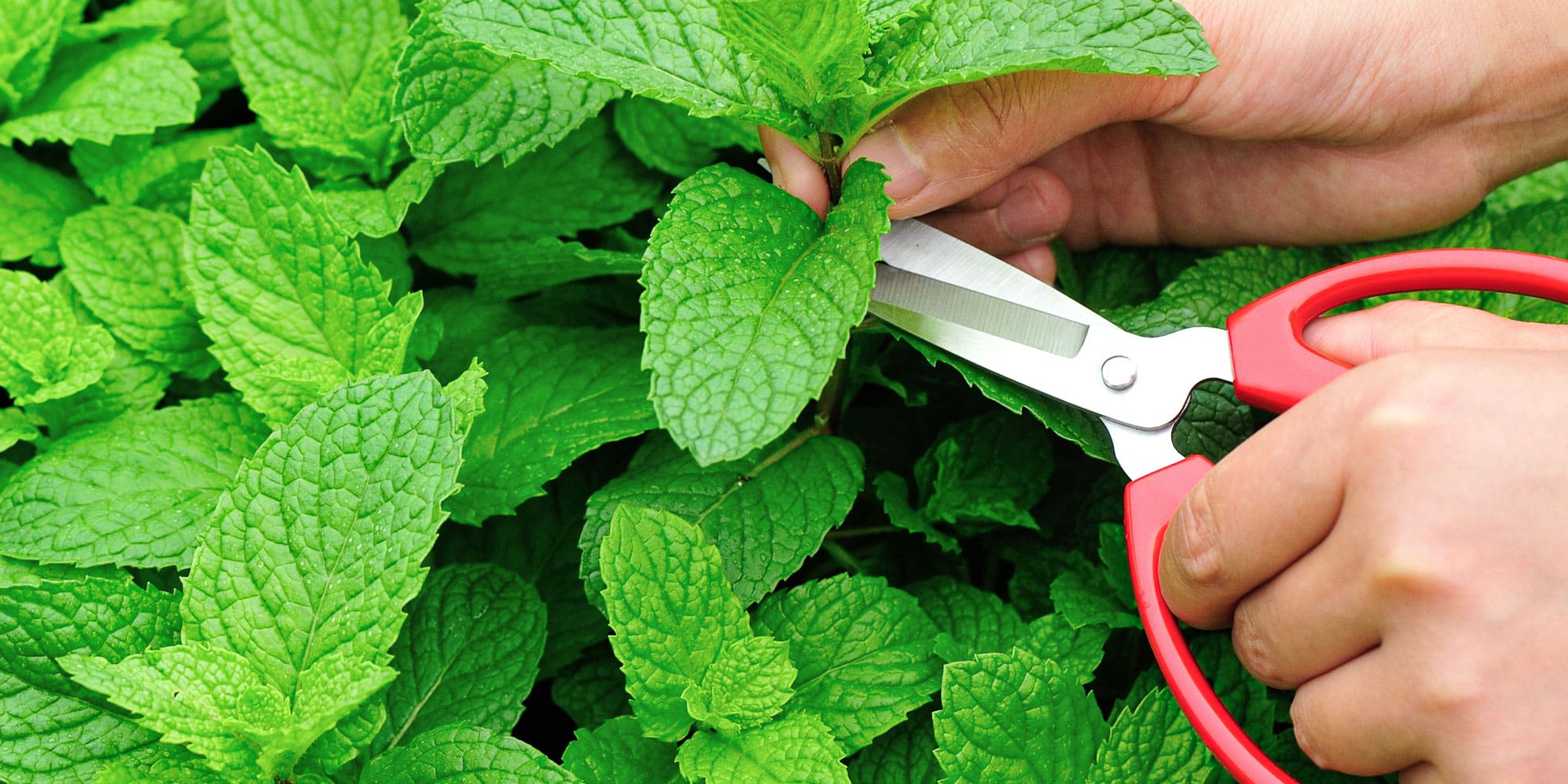How to Harvest Mint Without Damaging Your Plants
