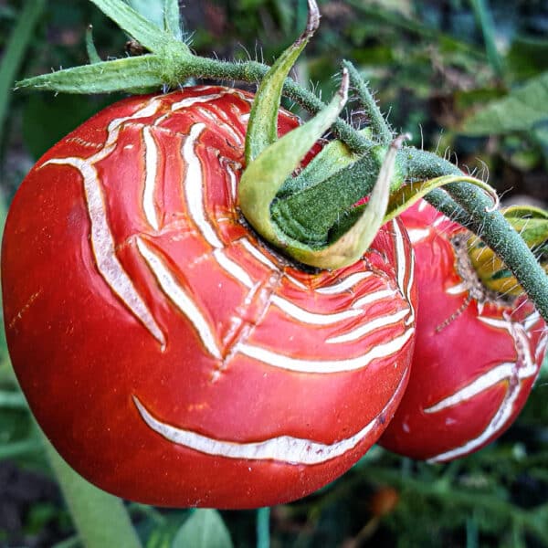Why Are My Tomatoes Splitting and Cracking?