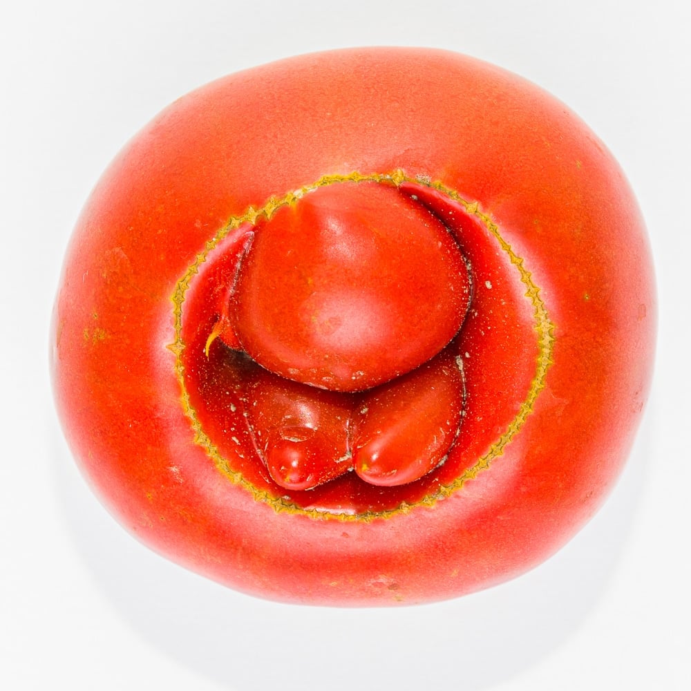 An example of cat-facing at the blossom end of a tomato fruit.