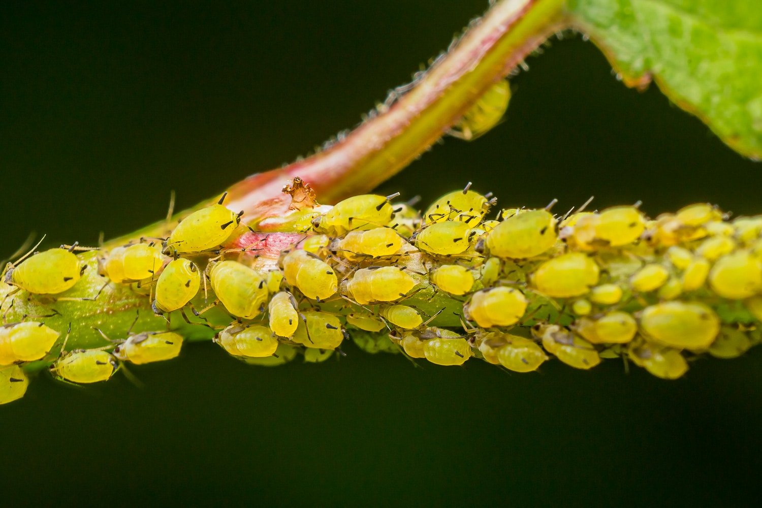 Closeup of a stem absolutely covered in aphids.