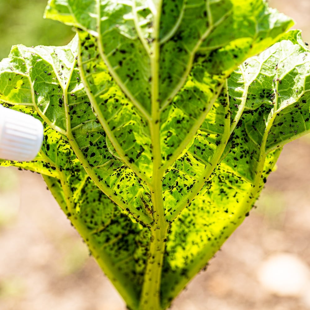 The underside of a broad leaf, absolutely covered in aphids.