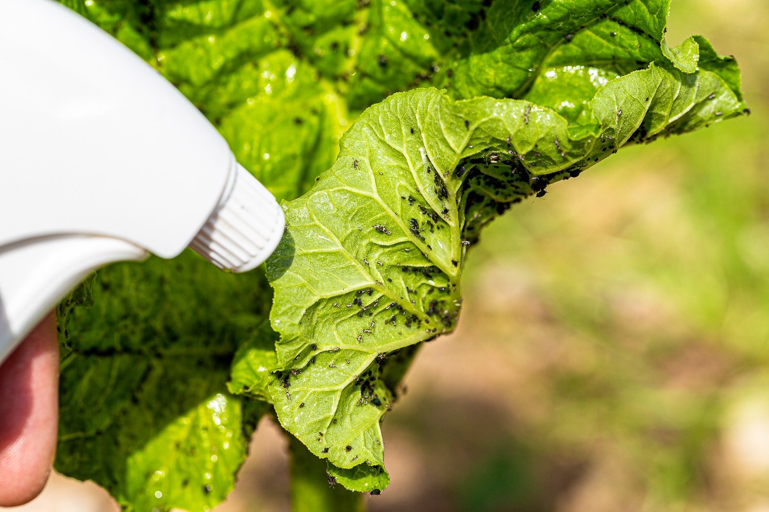 Spraying aphids on a leaf with natural pesticides.