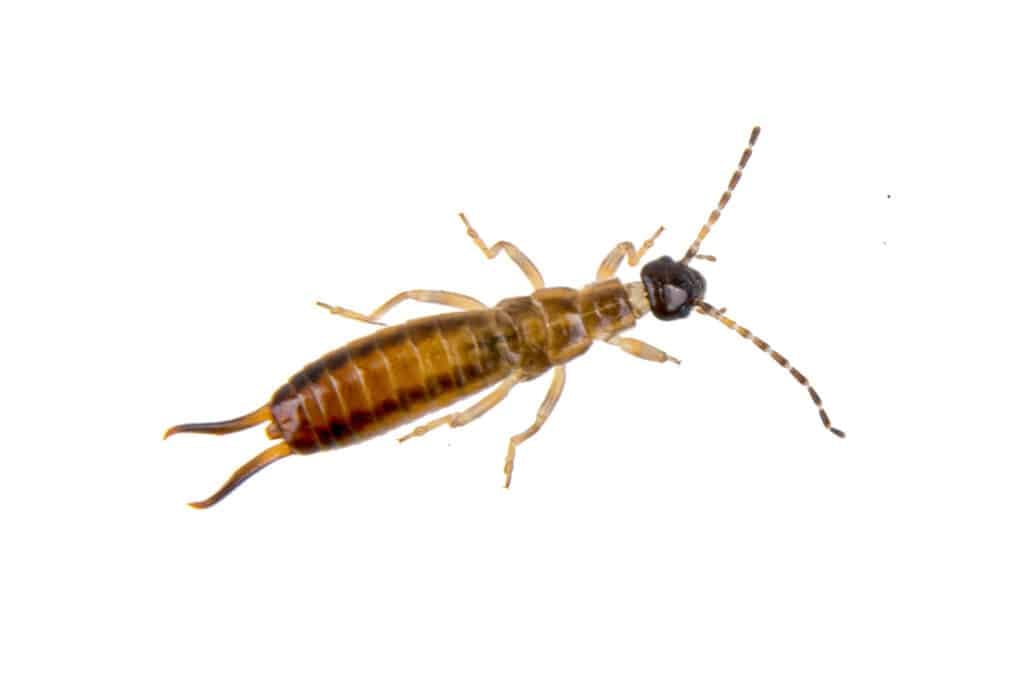 earwig on a white background. Image is used so readers can easily identify earwigs in the garden.