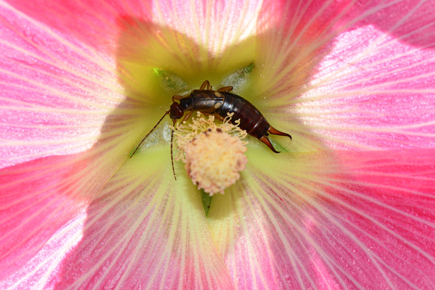 How To Get Rid of Earwigs In Your Vegetable Garden Organically!