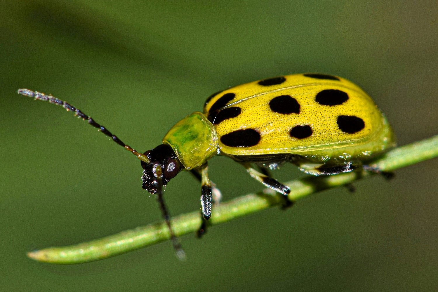 Spotted cucumber beetle balanced on a thin stem.