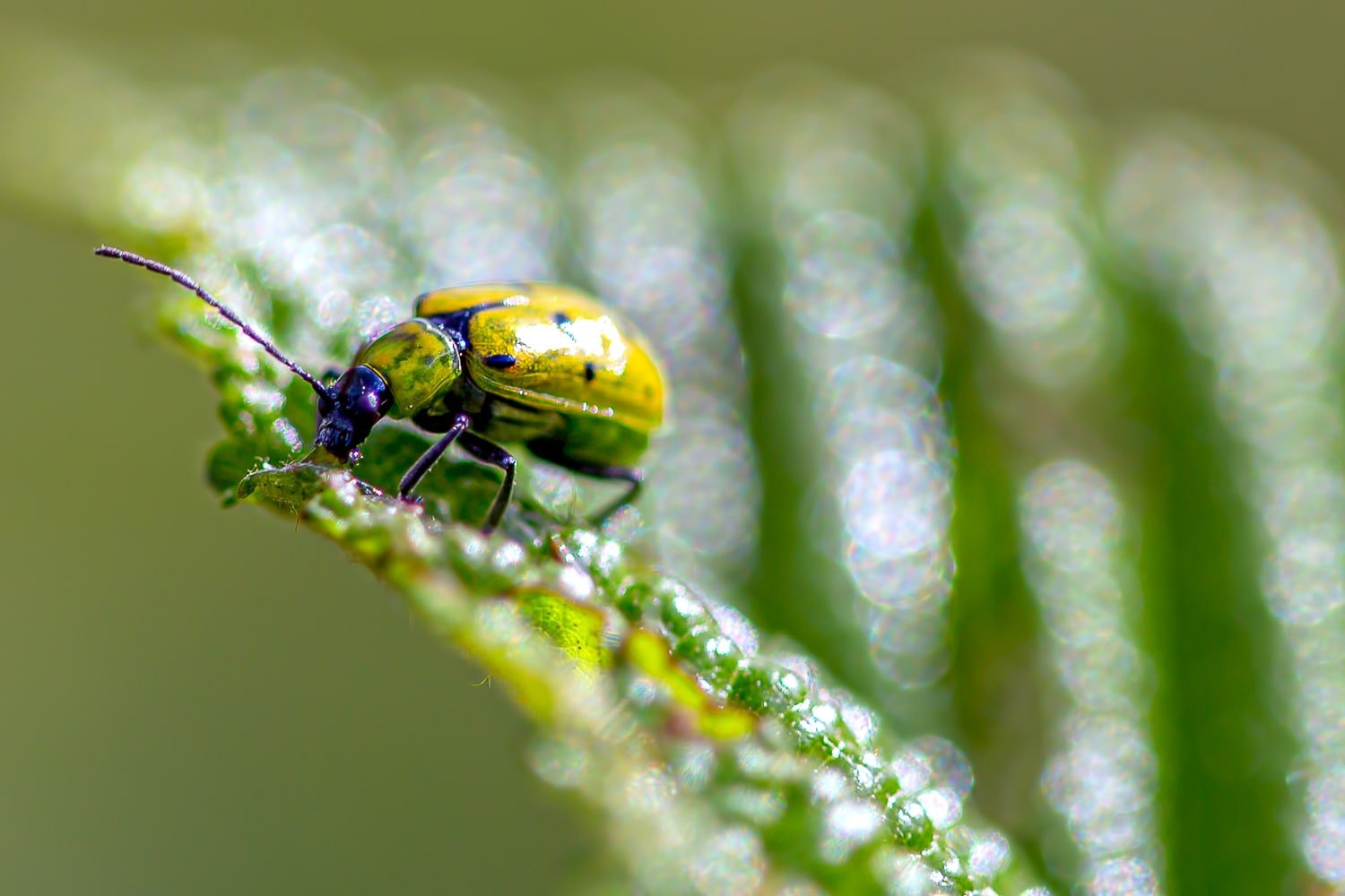 A macro shot of a spotted cucumber beetle on a leaf.