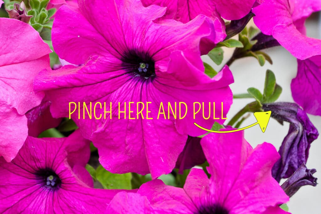 How to Deadhead Petunias and Why You Should